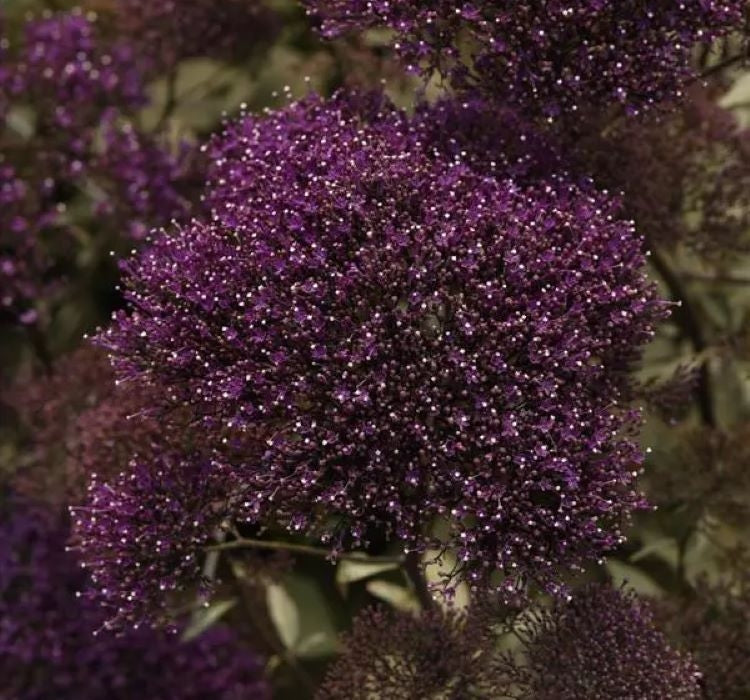 Trakelyum Tohumu ( Uzun boylu Kesmelik ) - Mor Renkli - 5 Tohum - MegCiTo