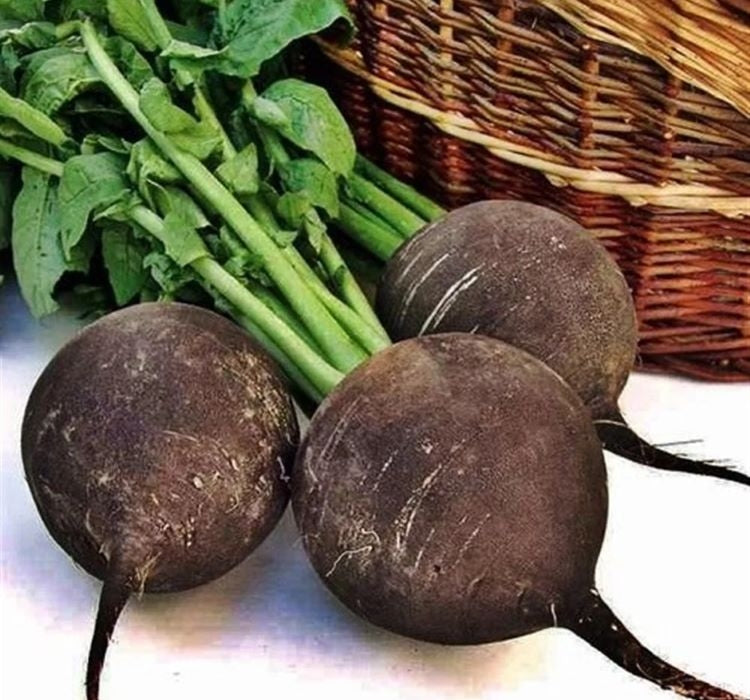 TURP SİYAH ( ÇOKLU TOHUM ) - 5 Gram - MegCiTo