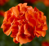 Sardunya Tohumu ( Büyük Top Çiçekli ) Turuncu Renkli - 5 Tohum - MegCiTo