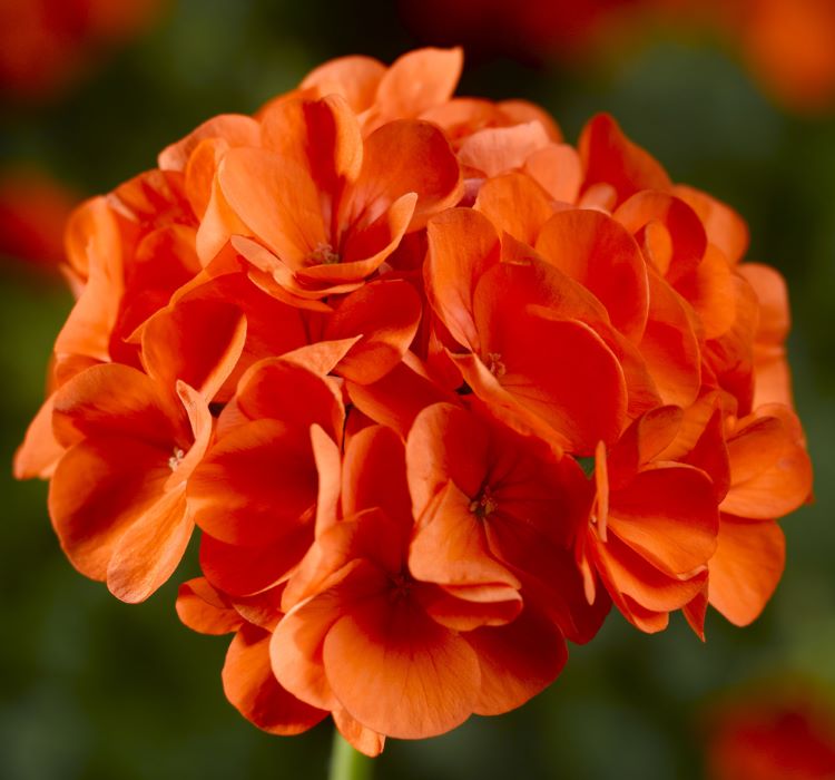 Sardunya Tohumu ( Büyük Top Çiçekli ) Turuncu Renkli - 5 Tohum - MegCiTo