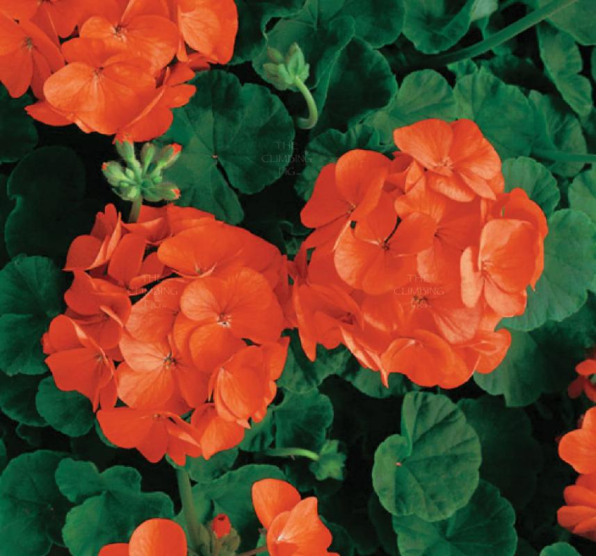 Sardunya Tohumu ( Büyük Top Çiçekli ) Turuncu Renkli - 5 Tohum - MegCiTo