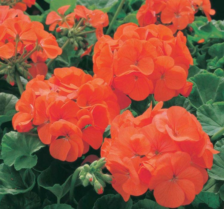 Sardunya Tohumu ( Büyük Top Çiçekli ) Turuncu Renkli - 5 Tohum - MegCiTo