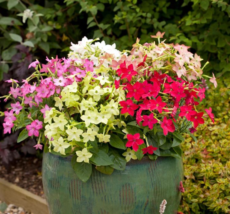 Tütün Çiçeği Tohumu ( Keskin Kokulu ) Karışık Renkli - 10 Tohum - MegCiTo