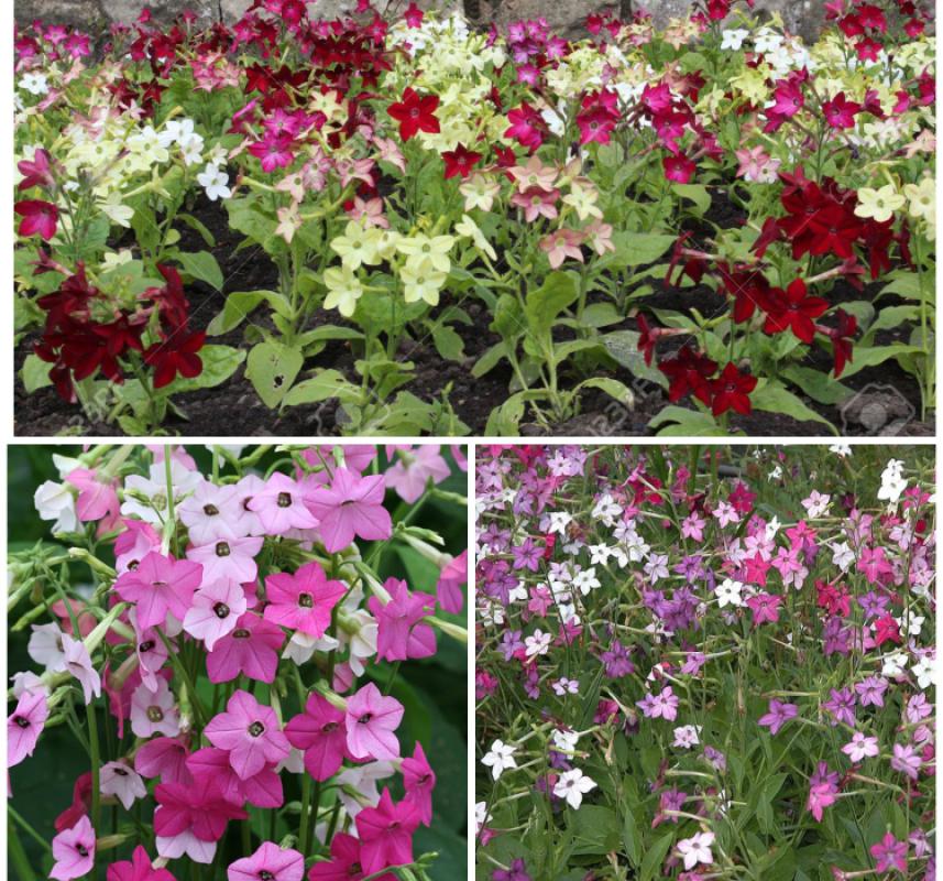 Tütün Çiçeği Tohumu ( Keskin Kokulu ) Karışık Renkli - 10 Tohum - MegCiTo