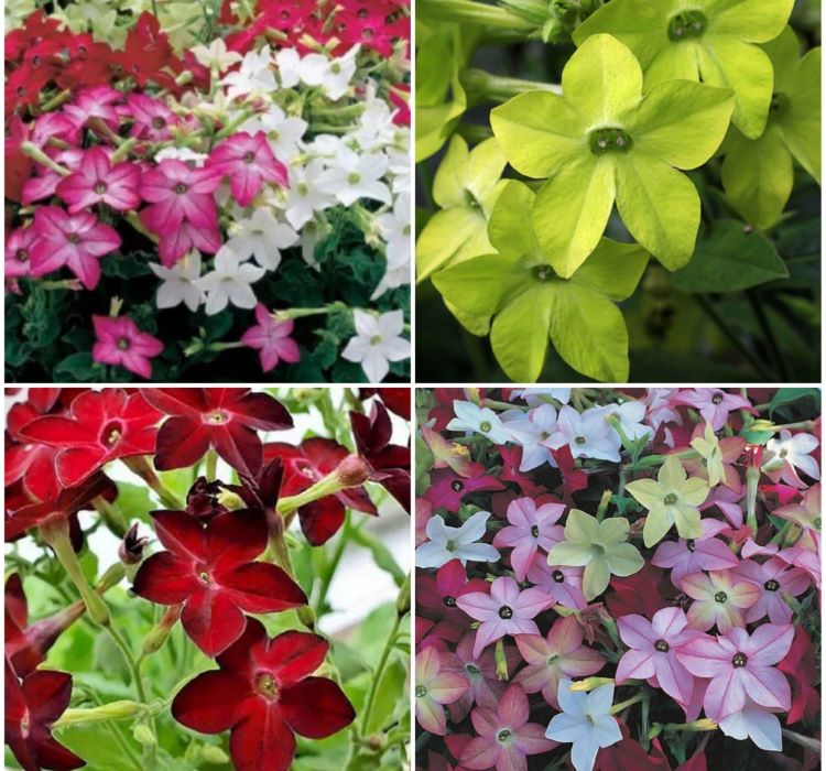 Tütün Çiçeği Tohumu ( Keskin Kokulu ) Karışık Renkli - 10 Tohum - MegCiTo