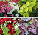 Tütün Çiçeği Tohumu ( Keskin Kokulu ) Karışık Renkli - 10 Tohum - MegCiTo