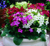 Tütün Çiçeği Tohumu ( Keskin Kokulu ) Karışık Renkli - 10 Tohum - MegCiTo