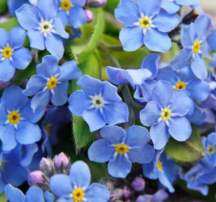 UNUTMA BENİ ( ÇOKLU TOHUM ) - 300 Tohum - KARIŞIK Renk - MegCiTo