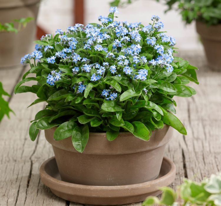 UNUTMA BENİ ( ÇOKLU TOHUM ) - 300 Tohum - KARIŞIK Renk - MegCiTo