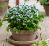 UNUTMA BENİ ( ÇOKLU TOHUM ) - 300 Tohum - KARIŞIK Renk - MegCiTo