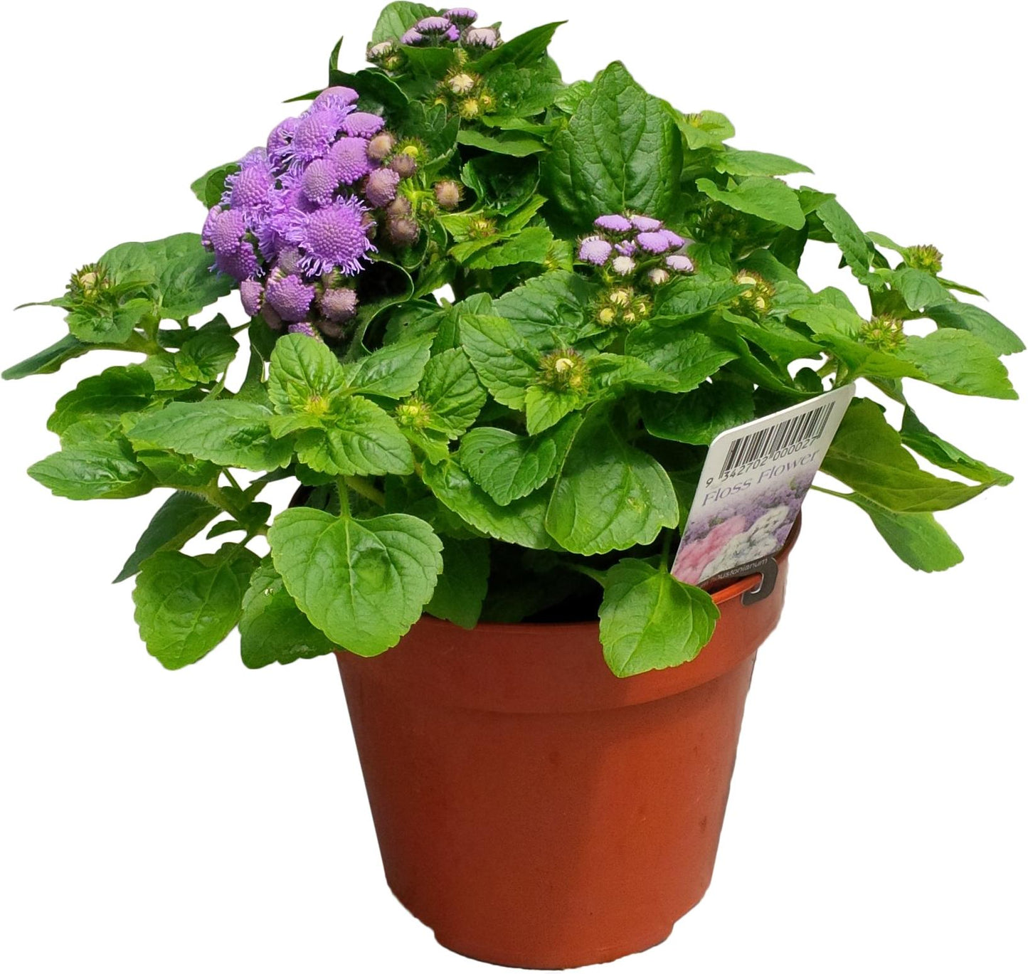 VAPUR DUMANI ( ÇOKLU TOHUM ) - 150 Tohum - KARIŞIK Renk - MegCiTo