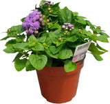 VAPUR DUMANI ( ÇOKLU TOHUM ) - 150 Tohum - KARIŞIK Renk - MegCiTo