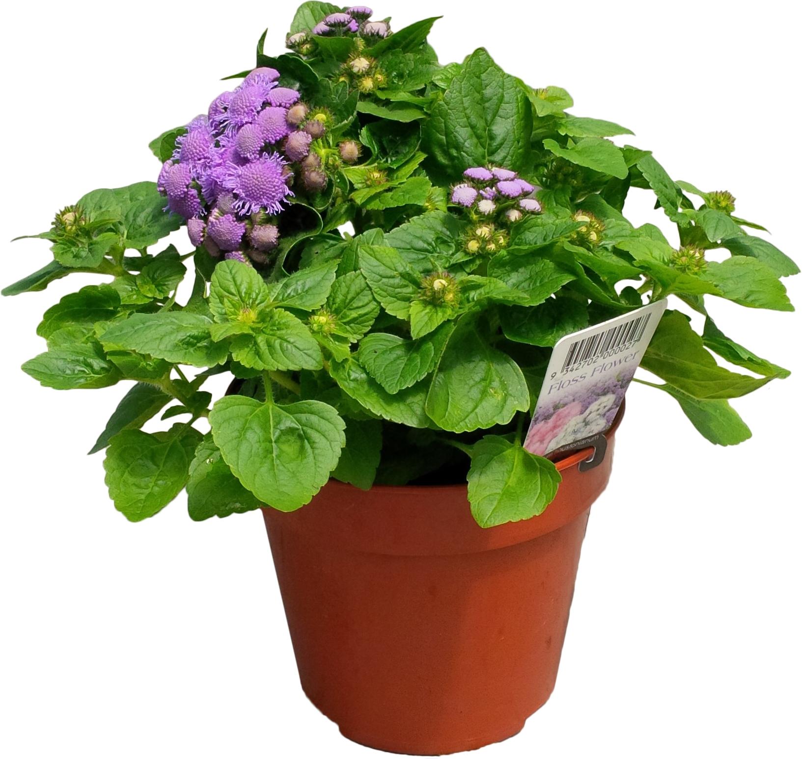 VAPUR DUMANI ( ÇOKLU TOHUM ) - 150 Tohum - KARIŞIK Renk - MegCiTo