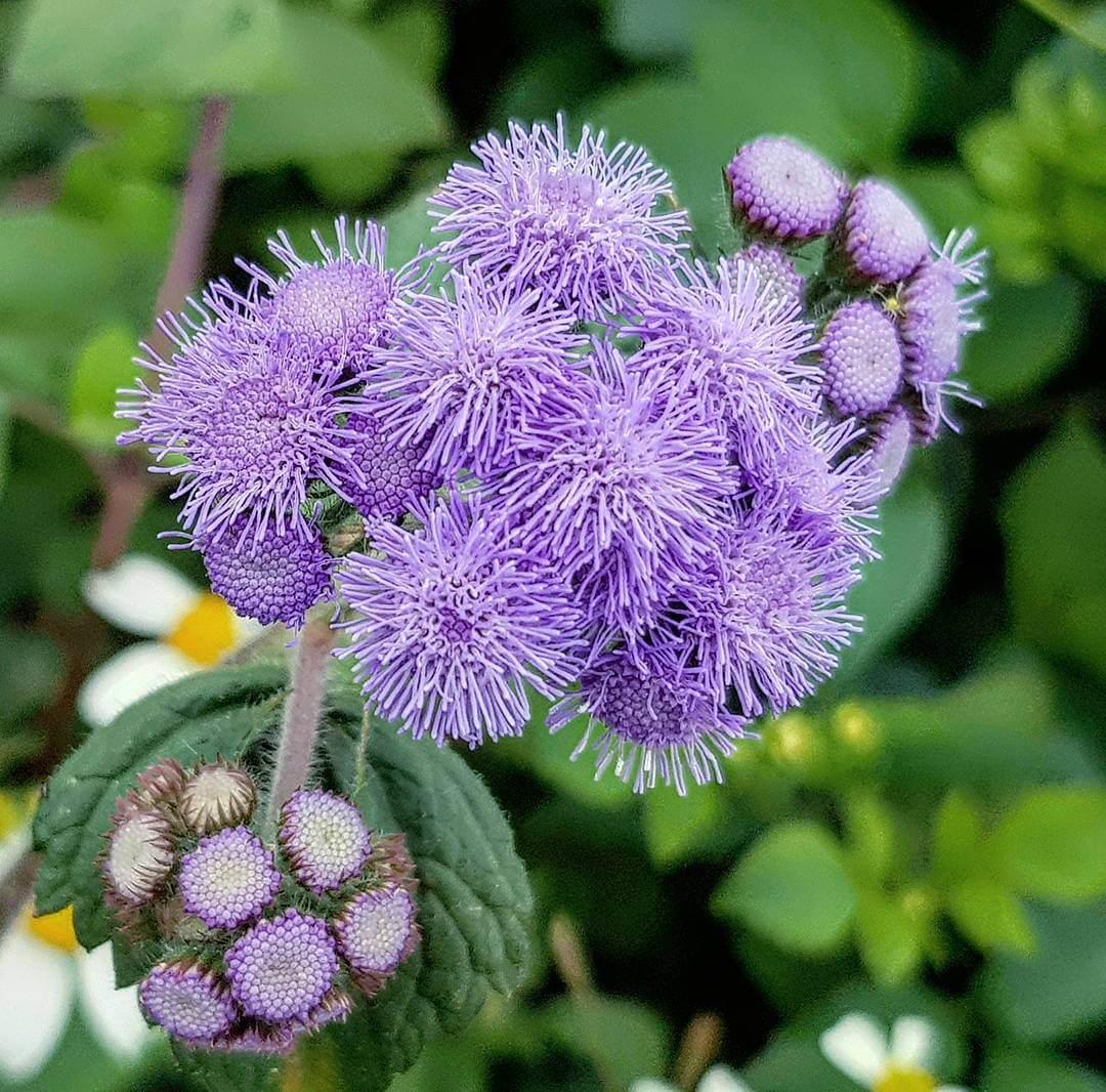 VAPUR DUMANI ( ÇOKLU TOHUM ) - 150 Tohum - KARIŞIK Renk - MegCiTo