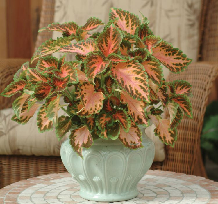 Yaprak Güzeli Tohumu ( Geniş Yaprak ) - Kırmızı Turuncu Renkli - 20 Tohum - MegCiTo