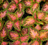 Yaprak Güzeli Tohumu ( Geniş Yaprak ) - Kırmızı Turuncu Renkli - 20 Tohum - MegCiTo