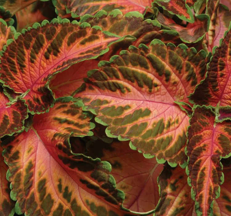 Yaprak Güzeli Tohumu ( Geniş Yaprak ) - Kırmızı Turuncu Renkli - 20 Tohum - MegCiTo