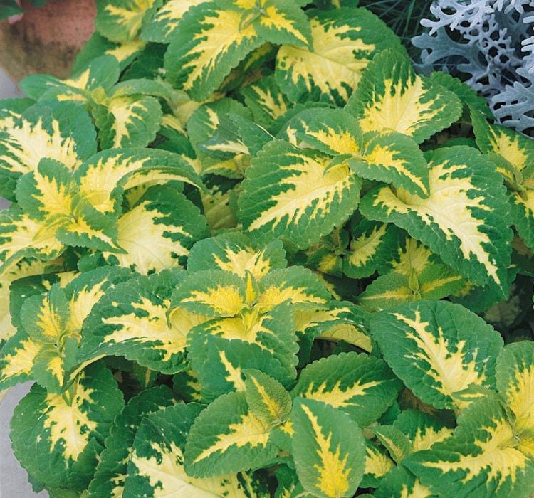 Yaprak Güzeli Tohumu ( Geniş Yaprak ) - Kırmızı Yeşil Beyaz - 20 Tohum - MegCiTo