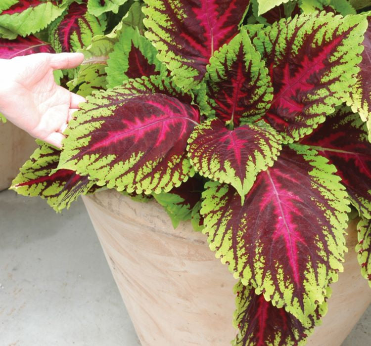 Yaprak Güzeli Tohumu ( Geniş Yaprak ) - Kırmızı Yeşil Renkli - 20 Tohum - MegCiTo