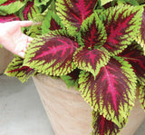 Yaprak Güzeli Tohumu ( Geniş Yaprak ) - Kırmızı Yeşil Renkli - 20 Tohum - MegCiTo