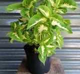 Yaprak Güzeli Tohumu ( Geniş Yaprak ) - Kırmızı Yeşil Beyaz - 20 Tohum - MegCiTo