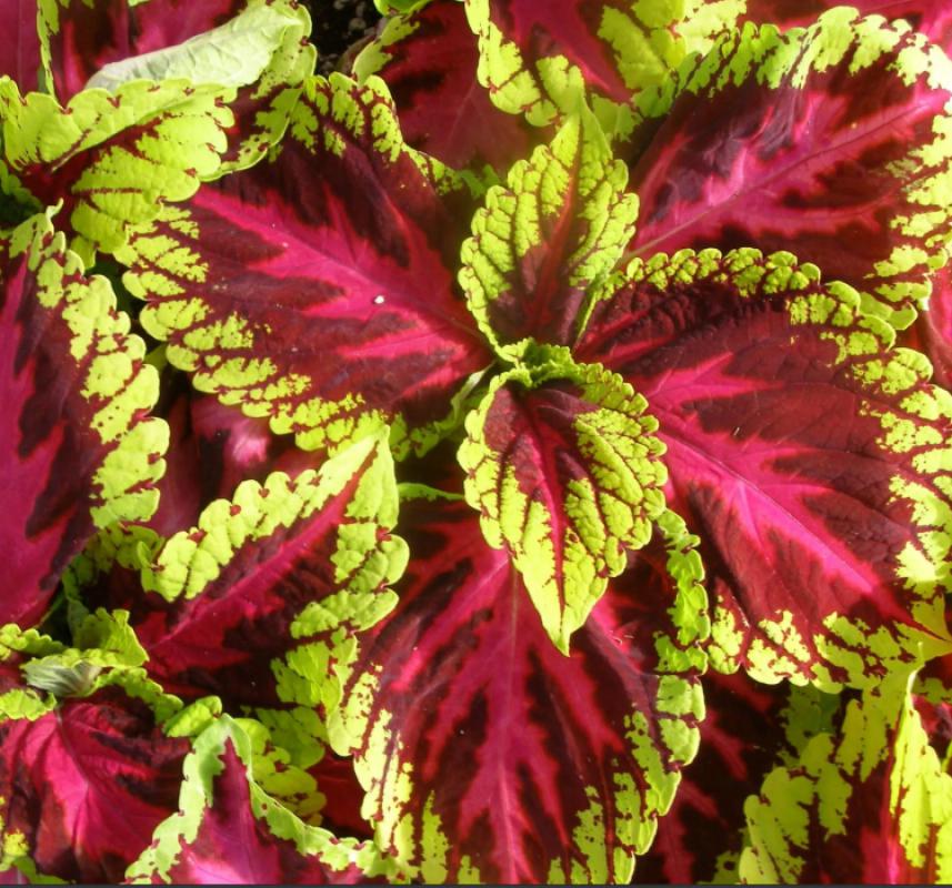 Yaprak Güzeli Tohumu ( Geniş Yaprak ) - Kırmızı Yeşil Renkli - 20 Tohum - MegCiTo