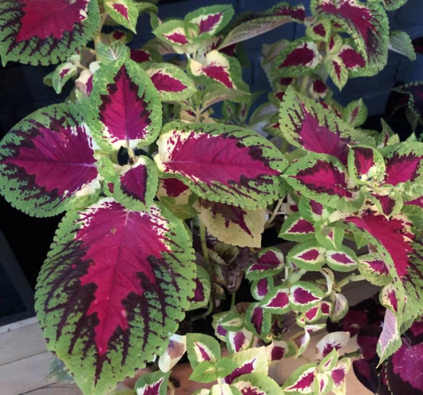 Yaprak Güzeli Tohumu ( Geniş Yaprak ) - Kırmızı Yeşil Renkli - 20 Tohum - MegCiTo