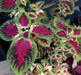 Yaprak Güzeli Tohumu ( Geniş Yaprak ) - Kırmızı Yeşil Renkli - 20 Tohum - MegCiTo