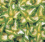 Yaprak Güzeli Tohumu ( Geniş Yaprak ) - Kırmızı Yeşil Beyaz - 20 Tohum - MegCiTo