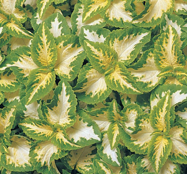 Yaprak Güzeli Tohumu ( Geniş Yaprak ) - Kırmızı Yeşil Beyaz - 20 Tohum - MegCiTo