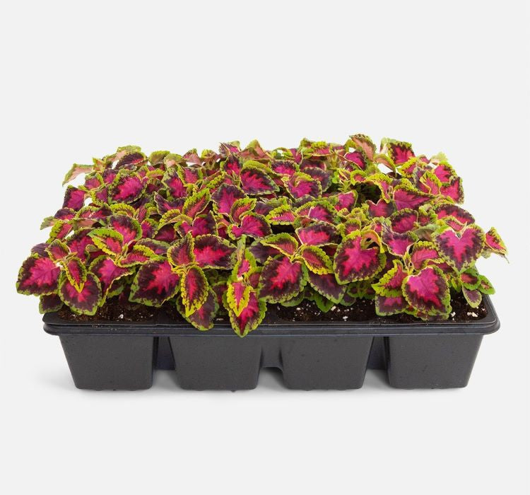 Yaprak Güzeli Tohumu ( Geniş Yaprak ) - Kırmızı Yeşil Renkli - 20 Tohum - MegCiTo