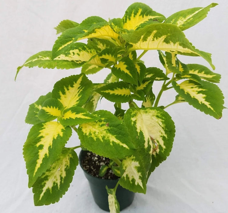 Yaprak Güzeli Tohumu ( Geniş Yaprak ) - Kırmızı Yeşil Beyaz - 20 Tohum - MegCiTo