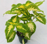 Yaprak Güzeli Tohumu ( Geniş Yaprak ) - Kırmızı Yeşil Beyaz - 20 Tohum - MegCiTo