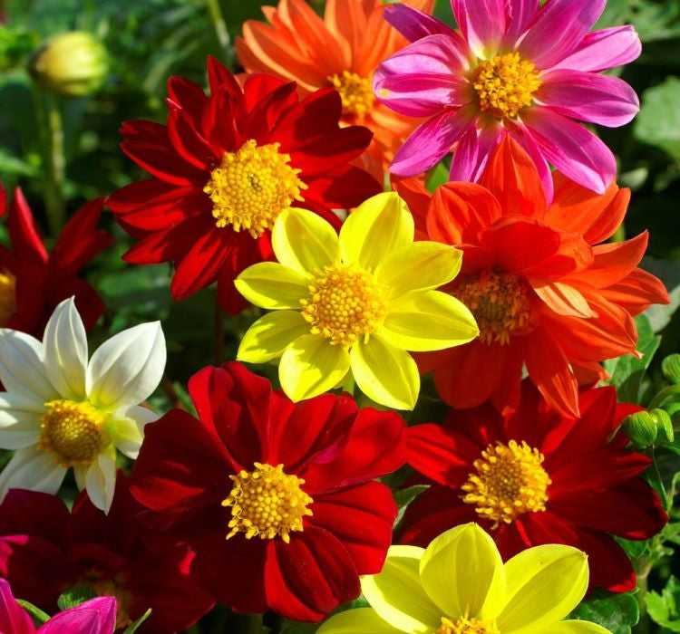 YILDIZ ÇİÇEĞİ ( ÇOKLU TOHUM ) - 100 Tohum - KARIŞIK Renk - MegCiTo