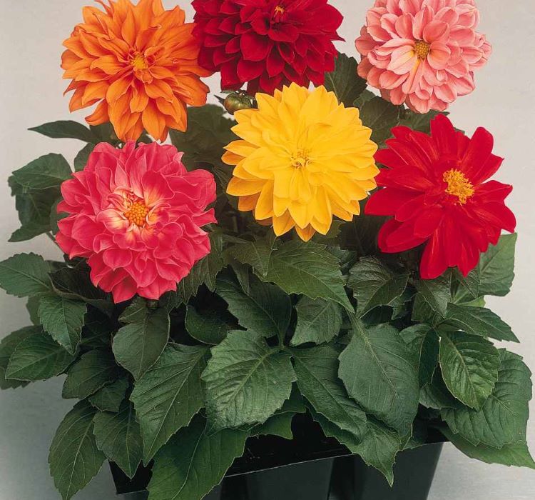 Yıldız  Dahlia Çiçeği Tohumu ( Bodur Mini Çiçekli ) Karışık Renkli - 5 tohum - MegCiTo