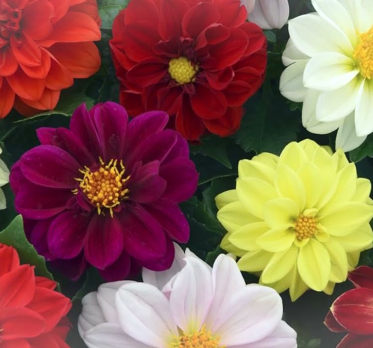 Yıldız  Dahlia Çiçeği Tohumu ( Bodur Mini Çiçekli ) Karışık Renkli - 5 tohum - MegCiTo