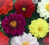 Yıldız  Dahlia Çiçeği Tohumu ( Bodur Mini Çiçekli ) Karışık Renkli - 5 tohum - MegCiTo