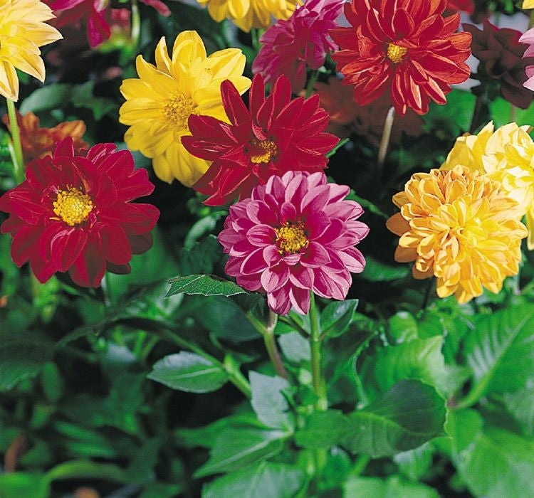 YILDIZ ÇİÇEĞİ ( ÇOKLU TOHUM ) - 100 Tohum - KARIŞIK Renk - MegCiTo