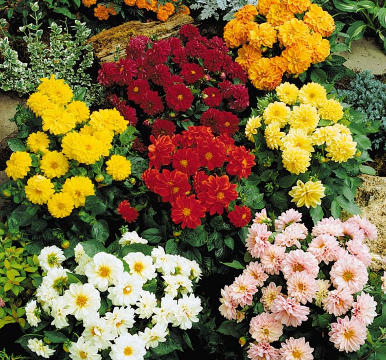 Yıldız  Dahlia Çiçeği Tohumu ( Bodur Mini Çiçekli ) Karışık Renkli - 5 tohum - MegCiTo