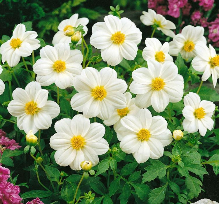 Yıldız Çiçeği Tohumu ( Bodur Çok Çiçekli ) Beyaz Renkli - 10 Tohum - MegCiTo