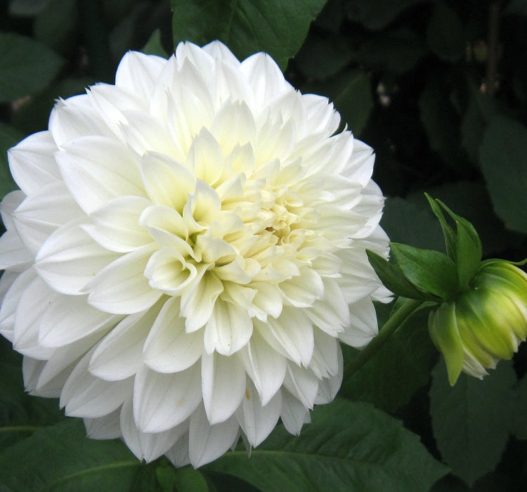 Yıldız Çiçeği Tohumu ( Bodur Çok Çiçekli ) Beyaz Renkli - 10 Tohum - MegCiTo