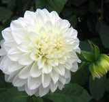 Yıldız Çiçeği Tohumu ( Bodur Çok Çiçekli ) Beyaz Renkli - 10 Tohum - MegCiTo