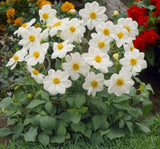 Yıldız Çiçeği Tohumu ( Bodur Çok Çiçekli ) Beyaz Renkli - 10 Tohum - MegCiTo