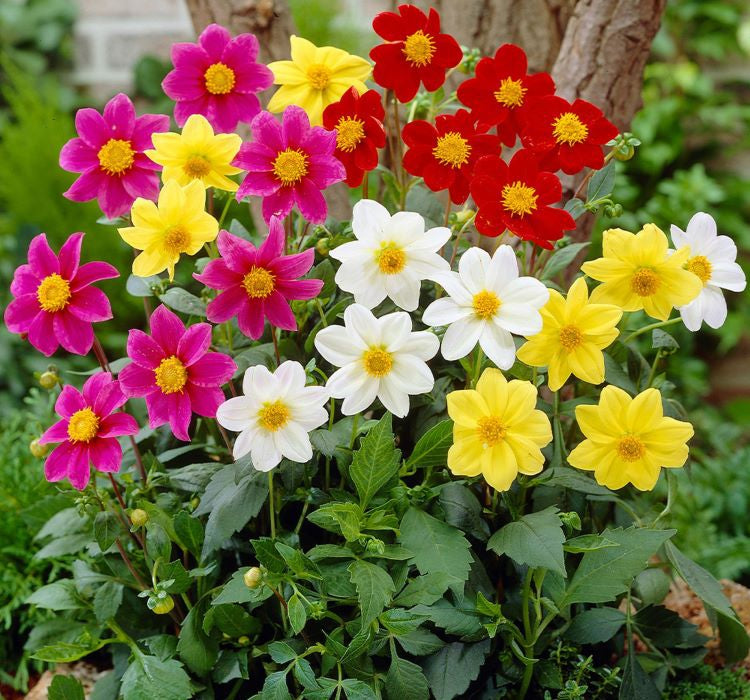 Yıldız Çiçeği Tohumu ( Bodur Çok Çiçekli ) Beyaz Renkli - 10 Tohum - MegCiTo