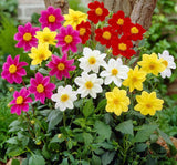 Yıldız Çiçeği Tohumu ( Bodur Çok Çiçekli ) Beyaz Renkli - 10 Tohum - MegCiTo