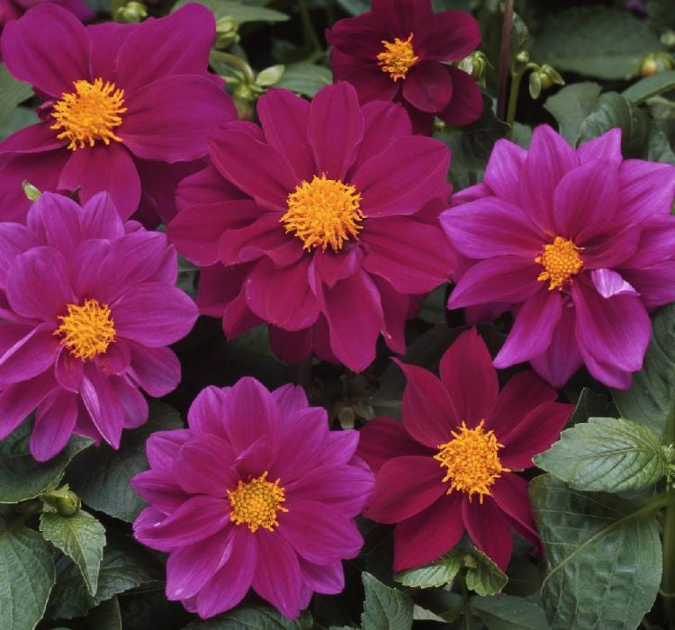 Yıldız Çiçeği Tohumu ( Bodur Çok Çiçekli ) Mor Renkli - 10 Tohum - MegCiTo