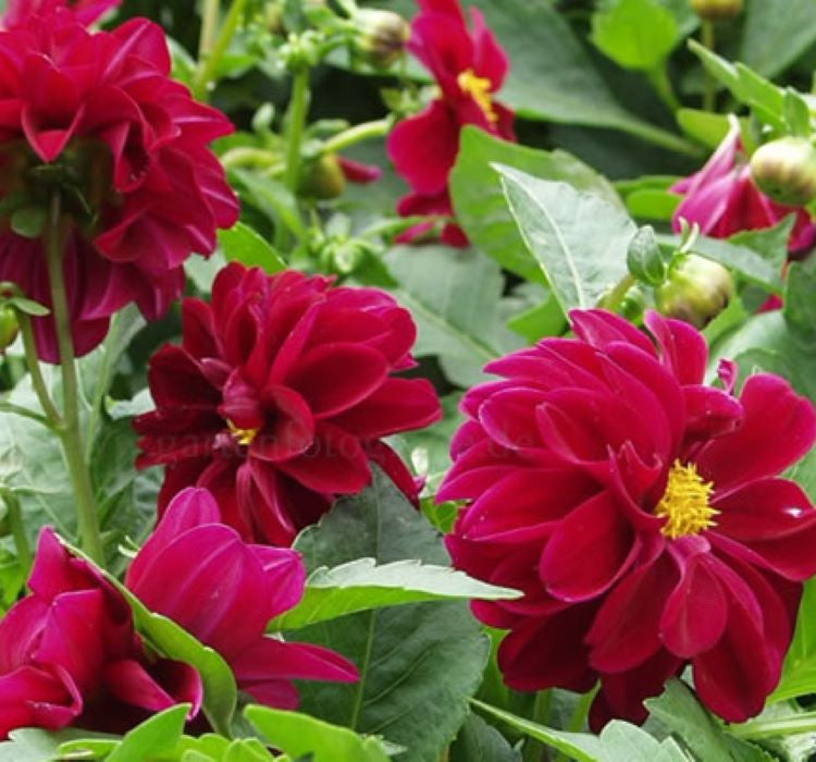 Yıldız Çiçeği Tohumu ( Bodur Çok Çiçekli ) Mor Renkli - 10 Tohum - MegCiTo