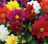 Yıldız Çiçeği Tohumu ( Bodur Çok Çiçekli ) Mor Renkli - 10 Tohum - MegCiTo