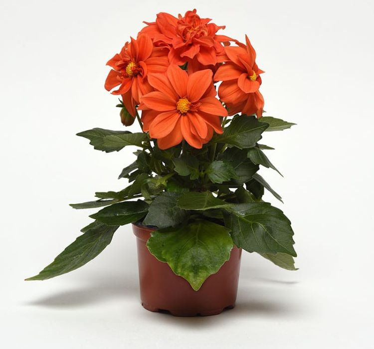 Yıldız Çiçeği Tohumu ( Bodur Çok Çiçekli ) Turuncu Renkli - 10 Tohum - MegCiTo