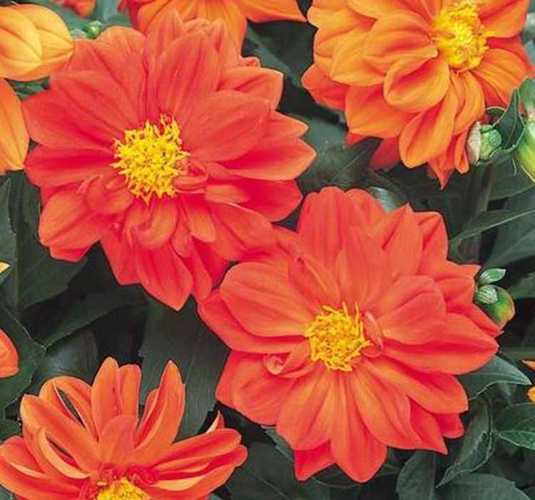 Yıldız Çiçeği Tohumu ( Bodur Çok Çiçekli ) Turuncu Renkli - 10 Tohum - MegCiTo